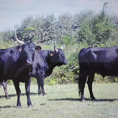 La Ratoune * Comps (Gard)